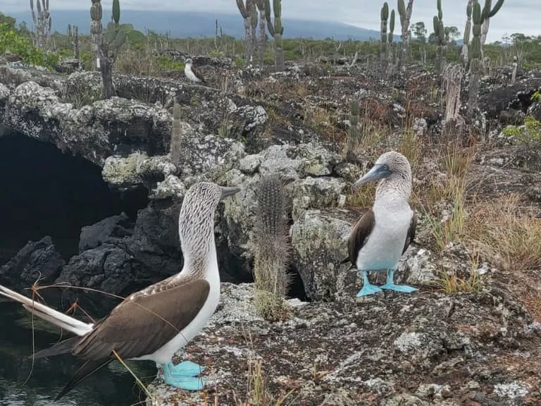 Galapagos-Blue-Footed-Boobies