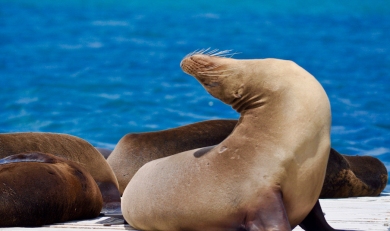 Galapagos Islands for All Budgets 7 Days